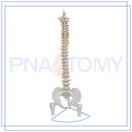 PNT-0121 Modelo de coluna vertebral flexível de 85 cm